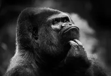 nature animals funny thinking head monochrome gorillas monkeys monkey face funny animals 1920x120 Art HD Wallpaper